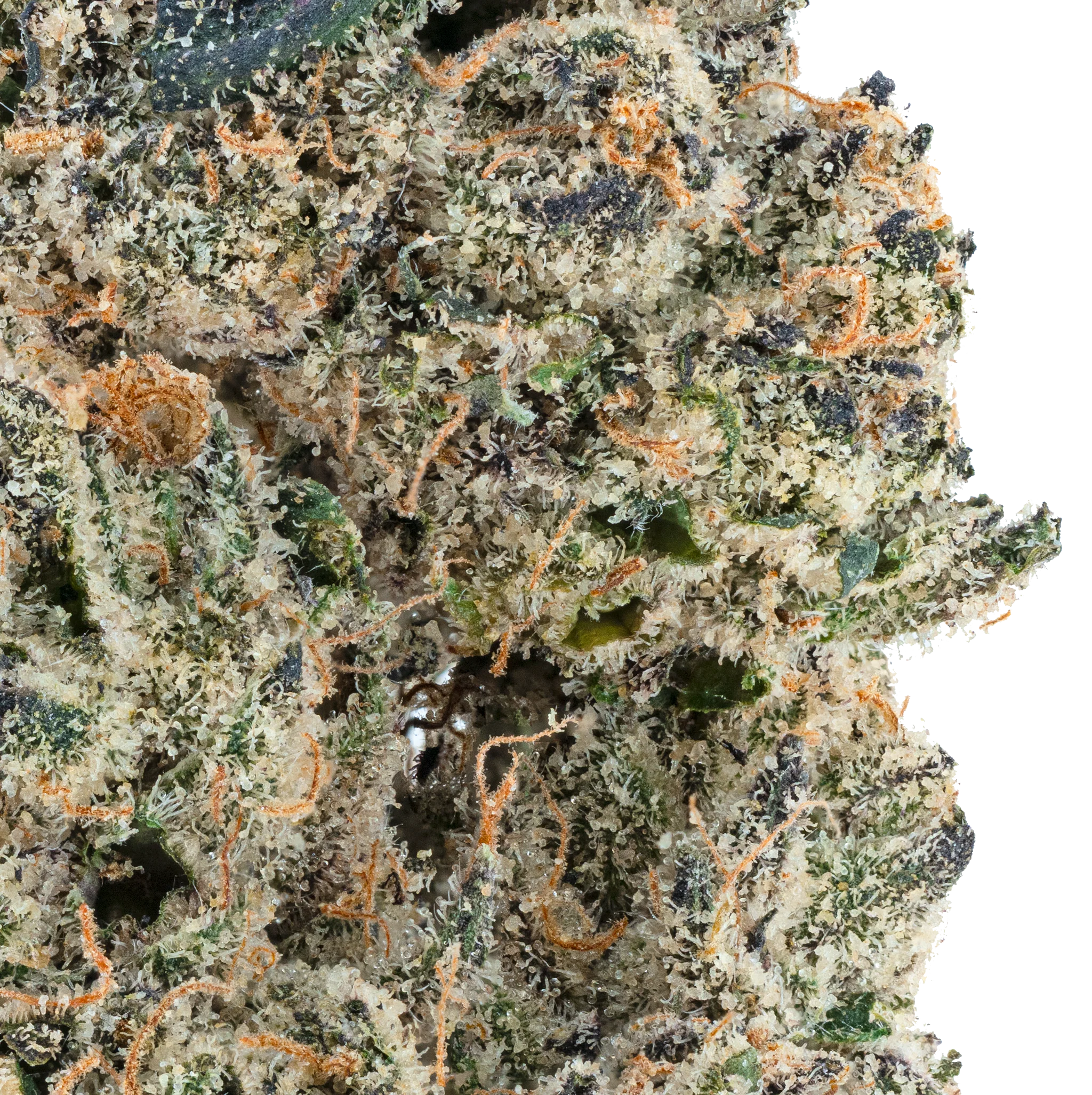 Alien ET THCa Flower - Image 8