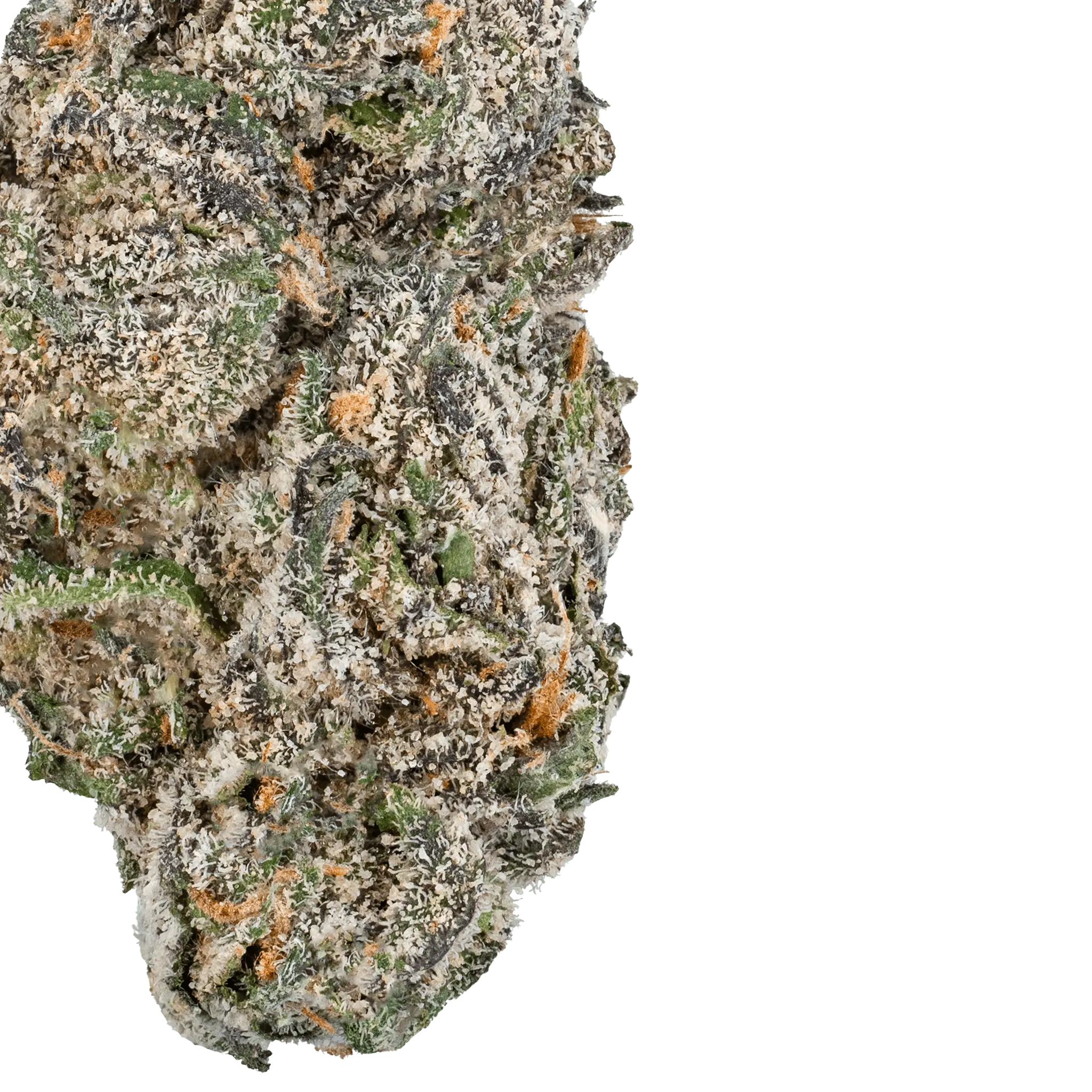 White Truffle THCa Flower - Image 16